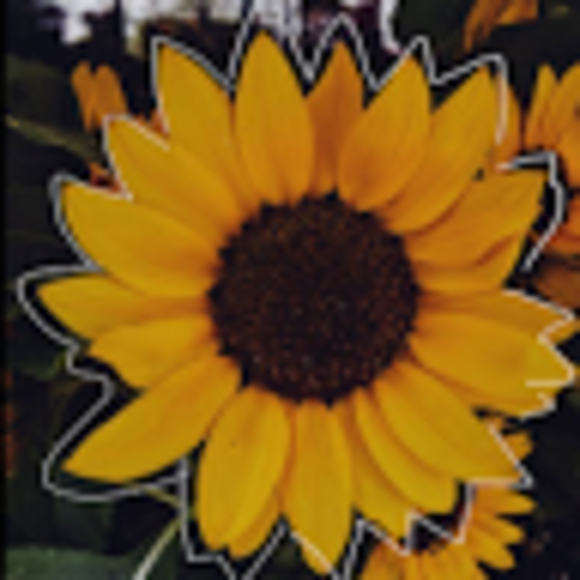 sunflower_088